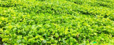 ​水葫芦的营养价值及营养成分