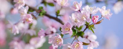 ​忽如一夜春风来千树万树梨花开的意思