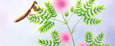 ​含羞草如何养