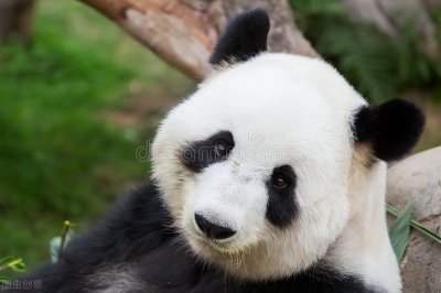 大熊猫在国外受到贵宾待遇,你知道国外为租借大熊猫做了哪些事吗