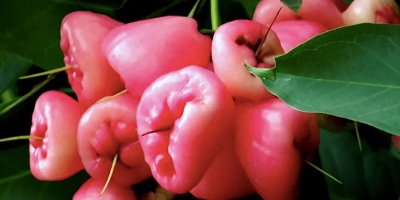 ​南北差异！南方掉落的莲雾成稀罕物，北方市场一斤50元！