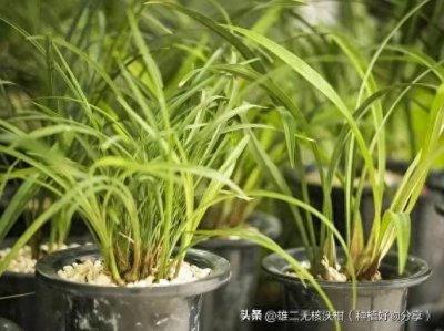 ​太神了，经济实用的红蜘蛛、蚜虫防治秘籍：干红辣椒自制防虫液