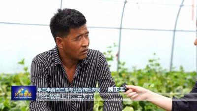 ​兰州市首批白兰瓜丰收上市