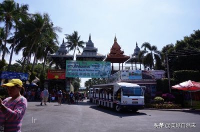 ​东芭乐园，庞然大物的亲密接触