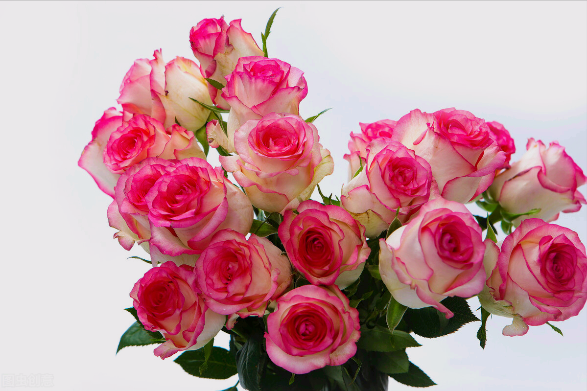 99朵玫瑰花寓意是什么(九十九朵玫瑰代表什么意思)(图3) 99朵玫瑰花寓意是什么(九十九朵玫瑰代表什么意思)(图3)