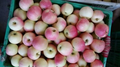 ​中国十大优质苹果产地(陕西十大苹果产地)