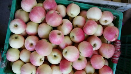 中国十大优质苹果产地(陕西十大苹果产地)插图 中国十大优质苹果产地(陕西十大苹果产地)插图