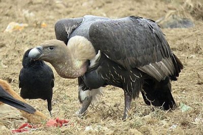 ​白背兀鹫:一种特产于亚洲的秃鹰_背部长标记性白条纹