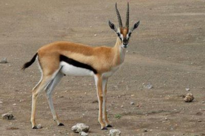 ​汤姆森瞪羚:一种非洲最驰名的小型羚羊_长有乌白条纹