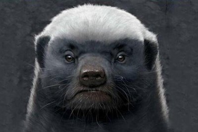 ​平头哥是什么梗？平头哥是什么动物？蜜獾为什么喊平头哥