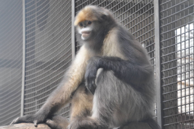 ​黔金丝猴:仅生计于贵州省梵洁山境内_被称世界独生子