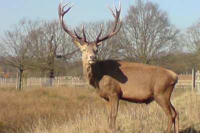 ​欧洲马鹿:形状酷似马的庞大鹿类_雄性角可有8个分叉