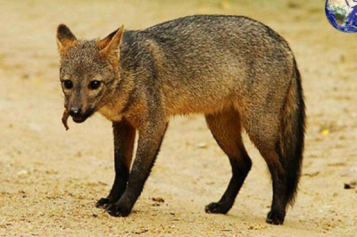 ​螃蟹的天敌是什么?最爱螃蟹的食蟹狐_牙齿能掏出蟹肉