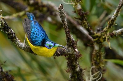 ​小弯嘴裸眉鸫:长有委曲的修长喙_是采集花蜜的小高手