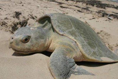 ​肯氏龟:丽龟属中唯两成活的物种之一_处于毁灭的边际