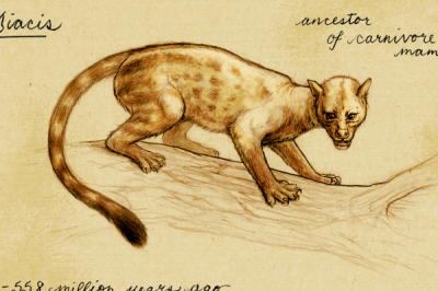 ​狮子的祖宗是什么动物?本来猫科和犬科都属于一致祖宗