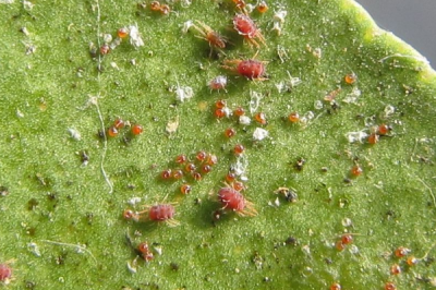 ​红蜘蛛的天敌是什么?一只逮食螨可吃500只红蜘蛛