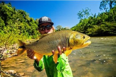 ​牙齿十分锐利的一种鱼 黄金河虎（奇异的鱼类品格急躁）