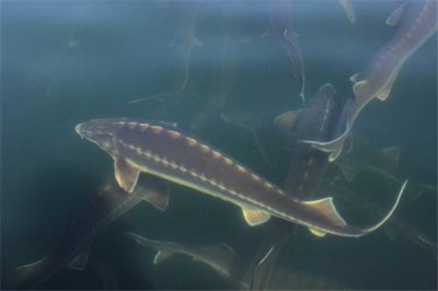 ​达氏鲟：有许多鱼类的体态特性（身材扁平）