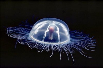 ​世界上寿命最长的动物 灯塔水母为什么寿命这样长