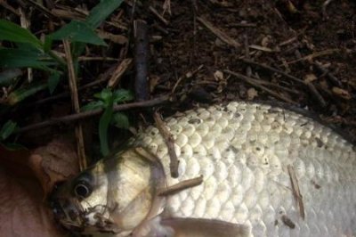 ​阴天钓鱼技巧钓鲫鱼