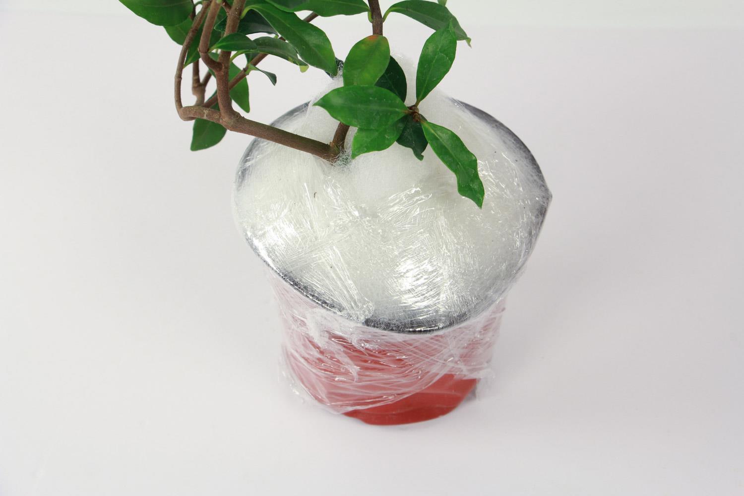 风车茉莉 风车茉莉