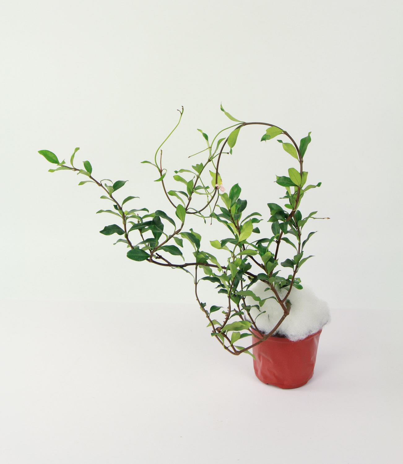 风车茉莉 风车茉莉