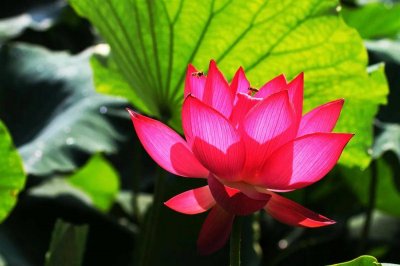 ​成语故事 不蔓不枝（第1008集）