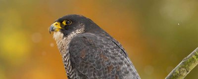 ​游隼是什么动物