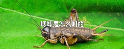 ​蟋蟀是怎么叫的拟声词 蟋蟀是怎么叫的用文字表达