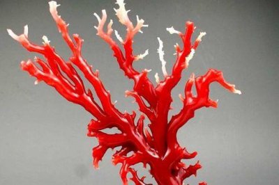 ​红珊瑚为什么越来越贵?