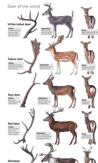 马鹿和麋鹿是同一种动物吗