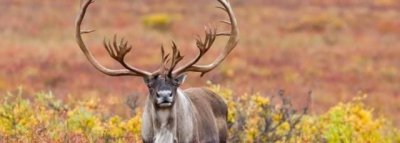 ​驯鹿和麋鹿的区别是什么，驯鹿和麋鹿的区别图？