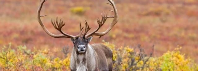 驯鹿和麋鹿的区别是什么,驯鹿和麋鹿的区别图?图1