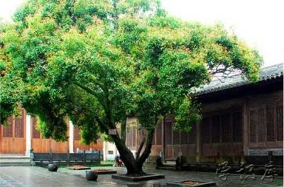 ​排名第一最好的镇宅树(附四大镇宅之树)