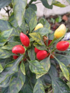 ​五彩椒能吃吗(五彩椒盆栽怎么养)