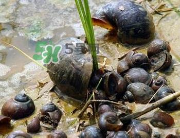 怎么杀死福寿螺寄生虫？福寿螺寄生虫怎么去除？