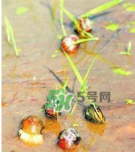 怎么杀死福寿螺寄生虫？福寿螺寄生虫怎么去除？