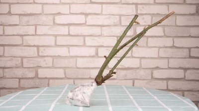 ​薄荷怎么养才长得好