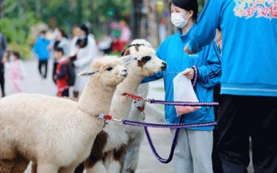 ​草泥马是什么意思（草泥马解释）