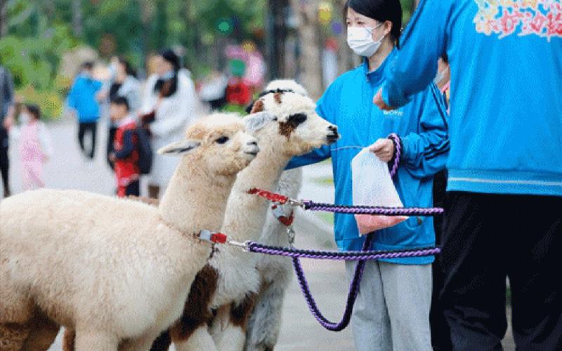 草泥马是什么意思(草泥马解释)