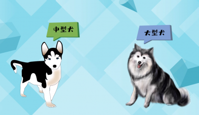 ​阿拉和哈士奇的区别