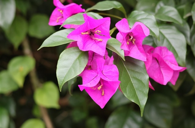 浪漫而不烂俗的高级网名 浪漫而不烂俗的高级网名