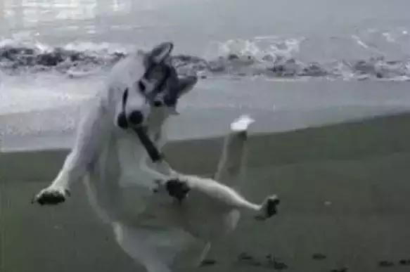 萨摩耶独自乘地铁出走,竟是二哈惹的祸!