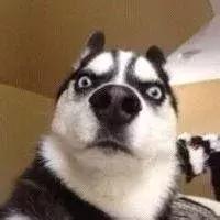 萨摩耶独自乘地铁出走,竟是二哈惹的祸!