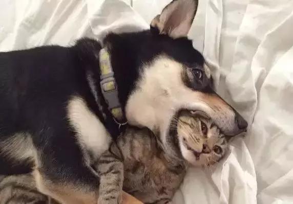 萨摩耶独自乘地铁出走,竟是二哈惹的祸!