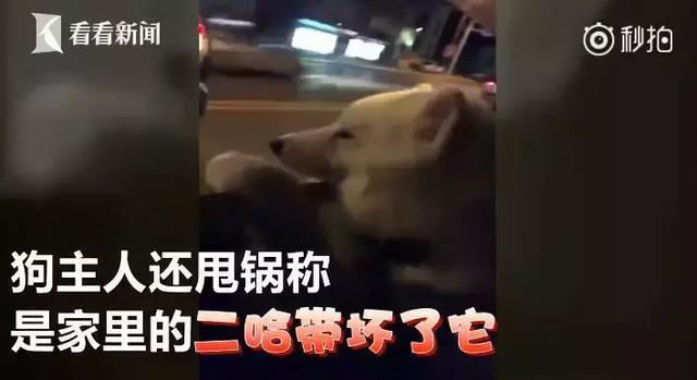 萨摩耶独自乘地铁出走,竟是二哈惹的祸!