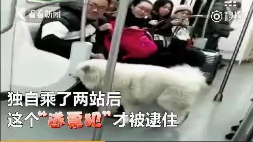 萨摩耶独自乘地铁出走,竟是二哈惹的祸!