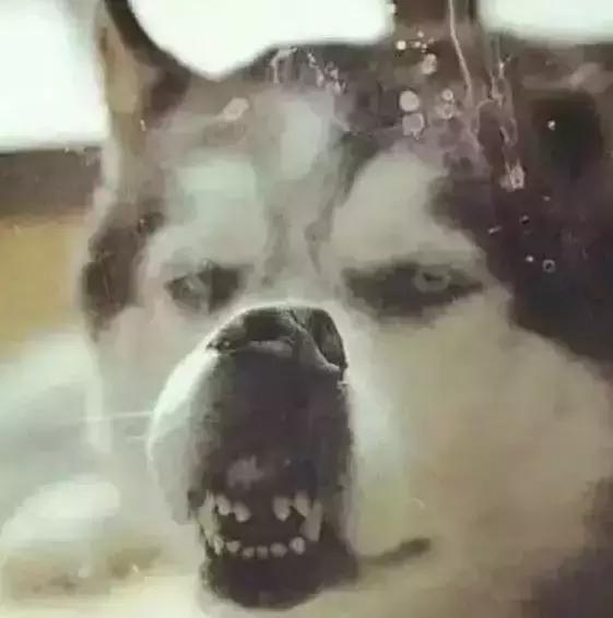 萨摩耶独自乘地铁出走,竟是二哈惹的祸!