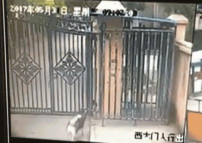 萨摩耶独自乘地铁出走,竟是二哈惹的祸!